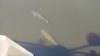 epcot fish.jpg