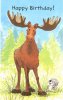 Moose birthday.jpg