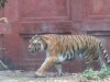 tiger.jpg