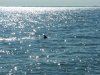 dolphin2.jpg