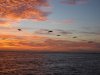 sunsetbirds.jpg