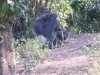 AK gorilla 1.jpg