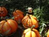 DL Goofy's pumpkins.JPG