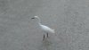 egret.jpg