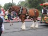 IMG_0252.JPG