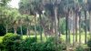 Giraffe - In the trees.jpg