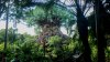 Tree of Life - A View of the Tree of Life as we move from Africa to Asia.jpg
