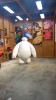 baymax.png
