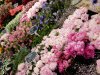 flower stand.jpg