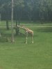 giraffe.jpg