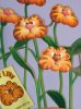 decor tiger lilly.jpg