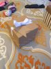 Decoy Box_Small.jpg