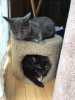 Kitties.jpg