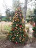 AK-Pluto tree.jpg
