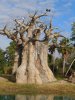 bilabob tree.jpg
