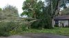 tree down.jpg