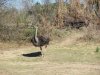 IMG_1993.JPG
