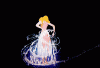 image.gif