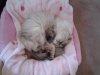 Chloe (B1485464).JPG