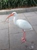 IMG_6519.JPG
