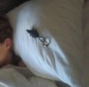 WDW rat.jpg