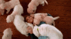 IMG_1221.GIF