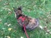 Tabby Leash.jpg