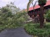 big tree.JPG