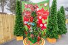 disney-springs-tree-trail-11102017-9.jpg