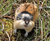 lemming-3.jpg