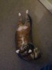 upload_2017-11-16_7-25-46.jpeg