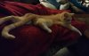 upload_2017-11-16_7-28-17.jpeg