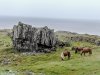 Icelandhorses.jpg