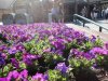 DSC00930.JPG