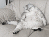giphy (2).gif