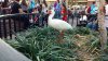MK ibis2.jpg
