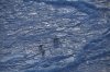 3 bears on ice.jpg