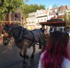 6 - horse.jpg