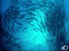 FabulousSizzlingBluebottle-max-1mb.gif