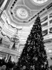 20171210_095329-EFFECTS (Medium).jpg