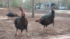 turkeys.jpg