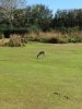 IMG_5520.JPG