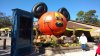 ds oct pumpkin.jpg ds oct pumpkin.jpg
