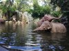 elephants.jpg