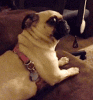 200w-3.gif
