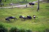 DSC_0525.jpg