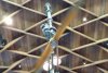 DS hangerbar ceiling.jpg