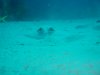 DSC00594.jpg