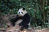 panda1.jpg
