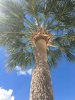 tree.jpg